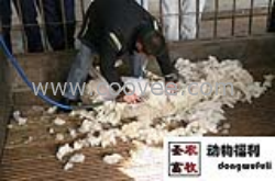 電動(dòng)羊毛機(jī)