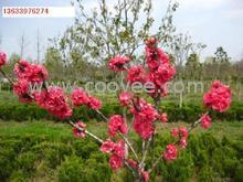 供應(yīng)紅葉桃 紅葉桃產(chǎn)地
