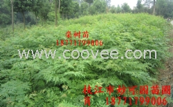 湖北欒樹苗，宜昌欒樹苗