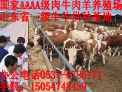 肉牛品種