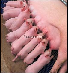 山東仔豬價格仔豬基地廠家批發價