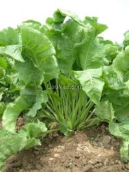 芝麻菜种子 野菜种子 臭菜种子 大叶芝麻