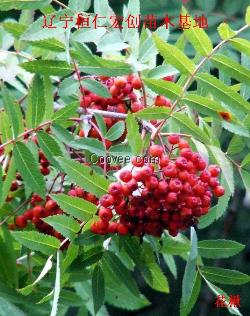 花楸苗、花楸基地、百華花楸小苗