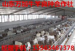 供應(yīng)肉牛種牛種羊牛犢肉羊