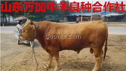 西门塔尔牛养殖、肉牛价格、为养牛户养殖场