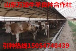 养殖基地|肉牛养殖|肉驴养殖|肉羊养殖