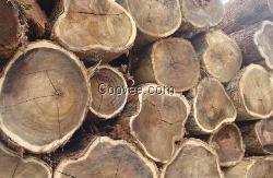 【相思木原木】出售大叶相思马来相思木原木