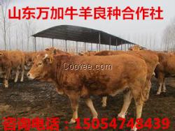 养驴基地肉驴养殖肉牛养殖肉羊