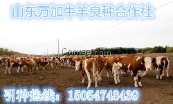 山東肉牛 種牛 肉羊 牛羊 肉牛