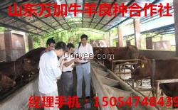 農村肉牛飼養管理肉羊養殖技術