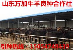 肉驴肉牛养殖成本万加牧业养驴场提供新养