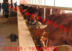 肉牛養(yǎng)殖技術(shù) 肉?；亟ㄔO(shè) 肉牛養(yǎng)殖場(chǎng)