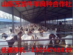 牛羊养殖基地肉牛肉羊肉驴肉马