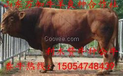 出售肉羊 育肥羊 小尾寒羊 波爾羊